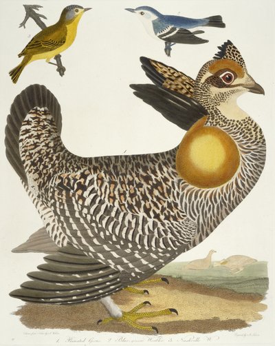 Birds: Pinnated Grouse, Blue-green Warbler, Nashville Warbler, 1808-1814 by Alexander Wilson